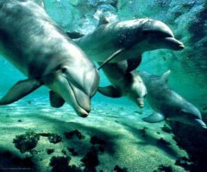 Puzzle Ομάδα δελφίνια που κολυμπούν στη θάλασσα
